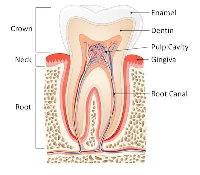 Teeth illustration